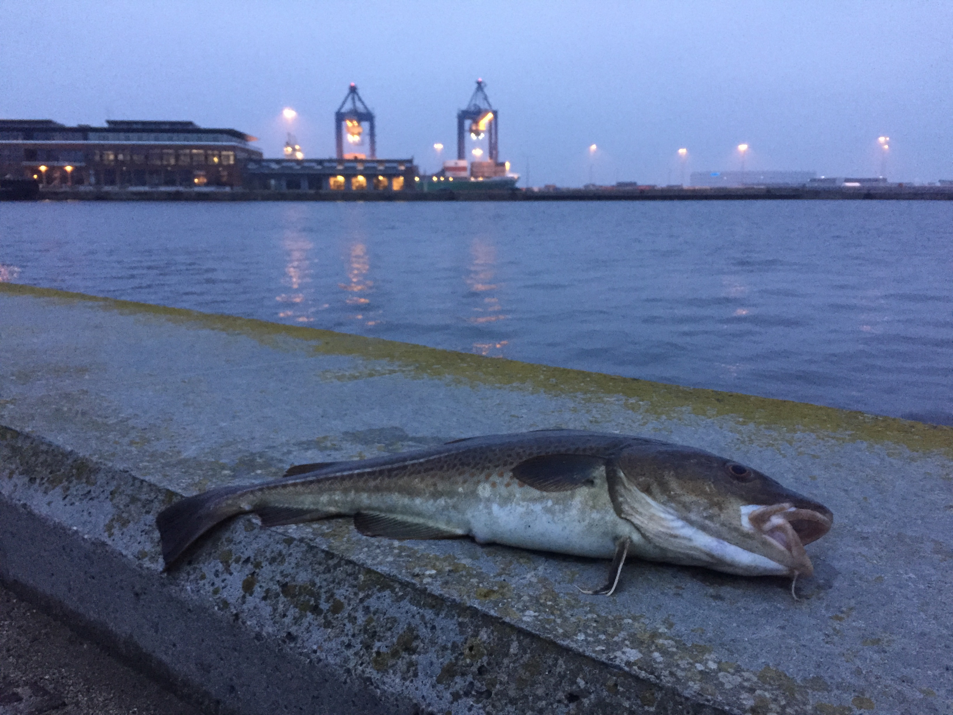 Urban fishing cod - Copenhagen